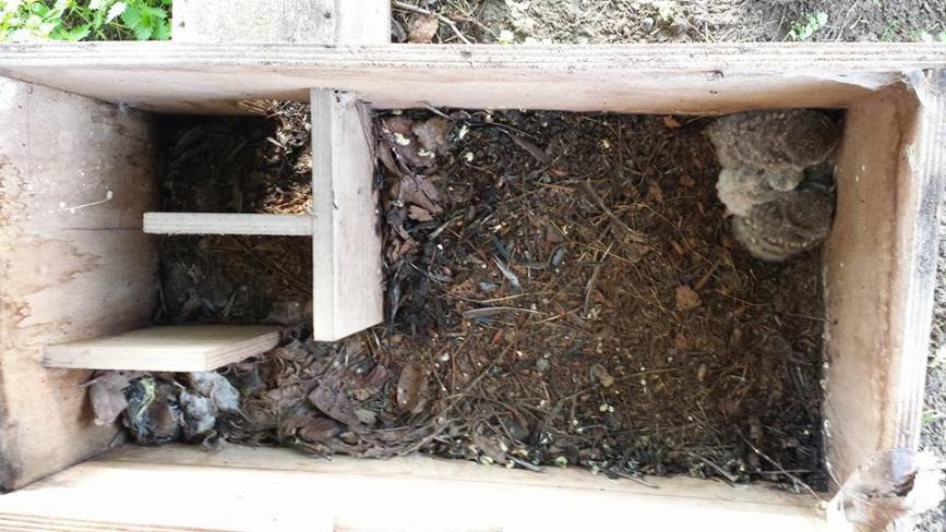 Foto s: Sanne Riewald Regionaal Landschap Meetjesland zorgt voor steenuilvriendelijke drinkbakken. In het Meetjesland plaatsten we al heel wat nestkasten op locaties waar de steenuil zich goed voelt.