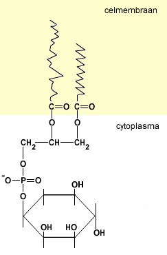 Second messengers (2) 25. In de membraan zit het lipid fosfatidyl-inositol (PI). Als dit op twee plaatsen gefosforyleerd wordt onstaat het molecuul PIP 2.