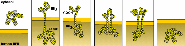 E. Het ribosoom zit nu aan het membraan van het RER gebonden. Hoe heet het eiwit dat voor de transfer van eiwit naar het lumen van het RER zorgt? F. Nu zit het eiwit nog vast in de membraan.