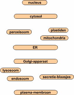 ER, Golgi-apparaat en lysosomen Vraag 28 In nevenstaande figuur worden de transportmogelijkheden tussen de verschillende compartimenten weergegeven.