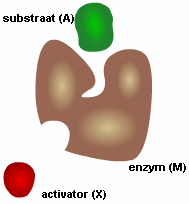 Vraag 13 Hier zie je een enzym (sucrase) met zijn substraat (sucrose). Eerst bindt het enzym aan het substraat. Vervolgens bindt een watermolecuul aan het complex.