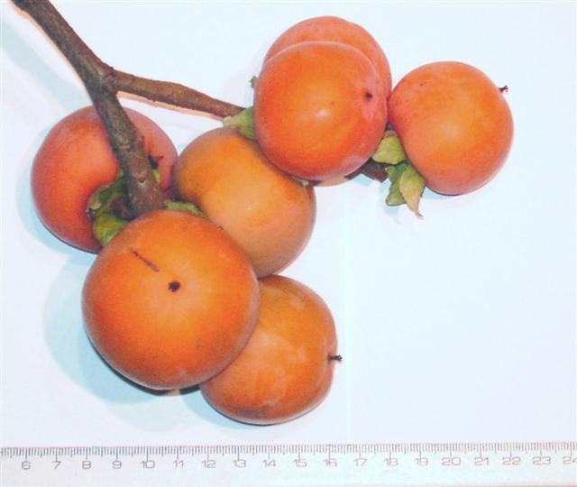 Faufau : Een PCA variëteit uit Portugal met tomaatvormige vruchten.