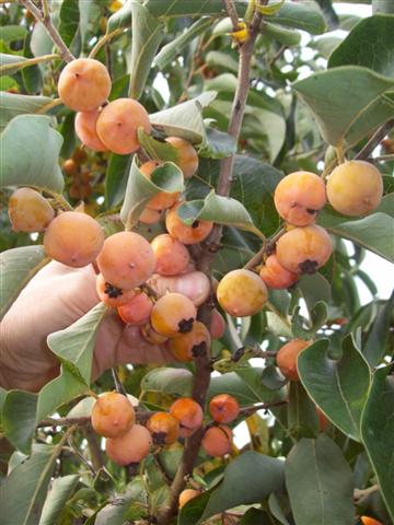 Yates : De grootste vruchten onder de persimmons (tot 5 cm).