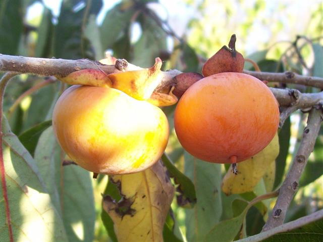 Supersweet (NC21) : Vroegrijpe variëteit die makkelijk en veel vrucht zet zonder bestuiving.