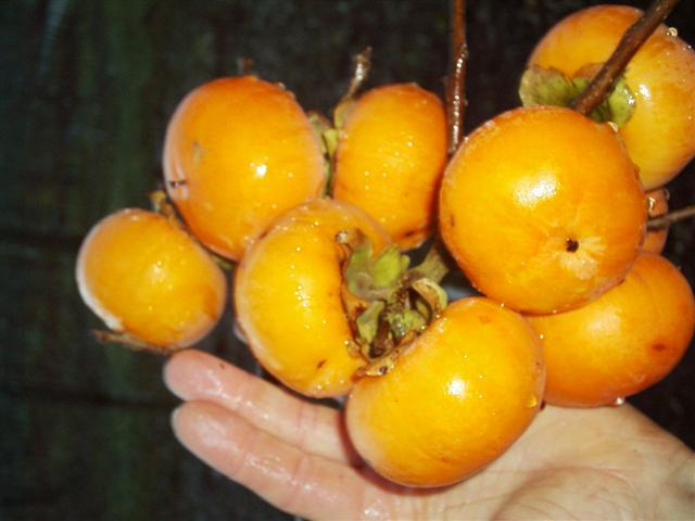 Jiro : trage groeier, grote afgeplatte vierkante vrucht die hard kan gegeten worden. Maekawa Jiro : mutatie van Jiro, vrucht is idem maar rijpt enkele weken vroeger.