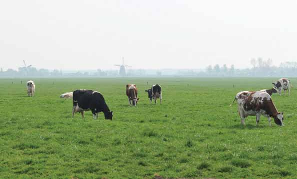 Genomineerde: 18 Midden-Delfland Midden-Delfland is een uniek groen en waterrijk gebied 19 in de verstedelijkte regio van Rotterdam en Den Haag. Het is de groene long van de metropool.