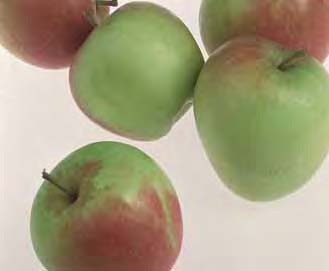 4. Granny Smith Groot, hoog model appel. Grasgroen en glimmend. Wit en hard. Saprijk met een zachtzuur aroma. Het gehele jaar door.