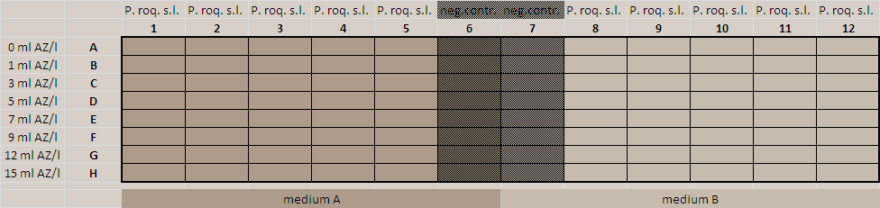 Figuur 14: Schematische voorstelling van de indeling van de 96-well plaat. Er werd object gewerkt in zes herhalingen en dit steeds met vijf herhalingen met sporenoplossing (kolom 1 t.e.m. 5 en kolom 8 t.