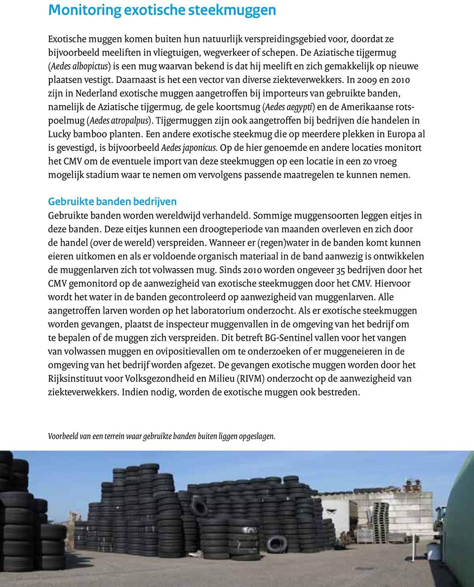 In 2009 en 2010 zijn in Nederland exotische muggen aangetroffen bij importeurs van gebruikte banden, namelijk de Aziatische tijgermug, de gele koortsmug (Aedes aegypti) en de Amerikaanse rotspoelmug