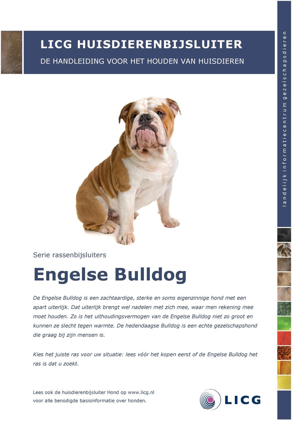 Zo is het uithoudingsvermogen van de Engelse Bulldog niet zo groot en kunnen ze slecht tegen warmte. De hedendaagse Bulldog is een echte gezelschapshond die graag bij zijn mensen is.