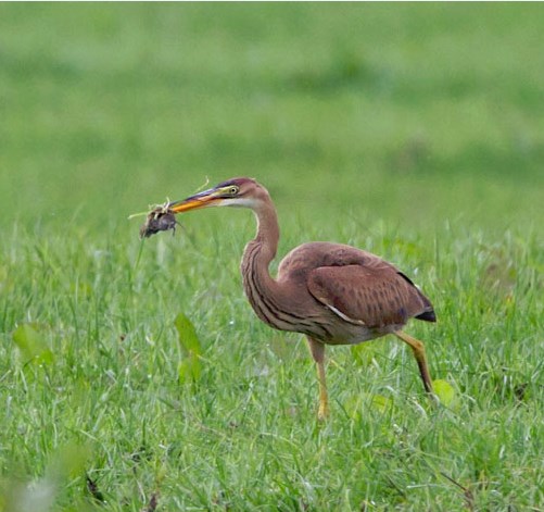 De groen ingetekende percelen op de kaart zijn de soortenrijke graslanden met meer kruiden.