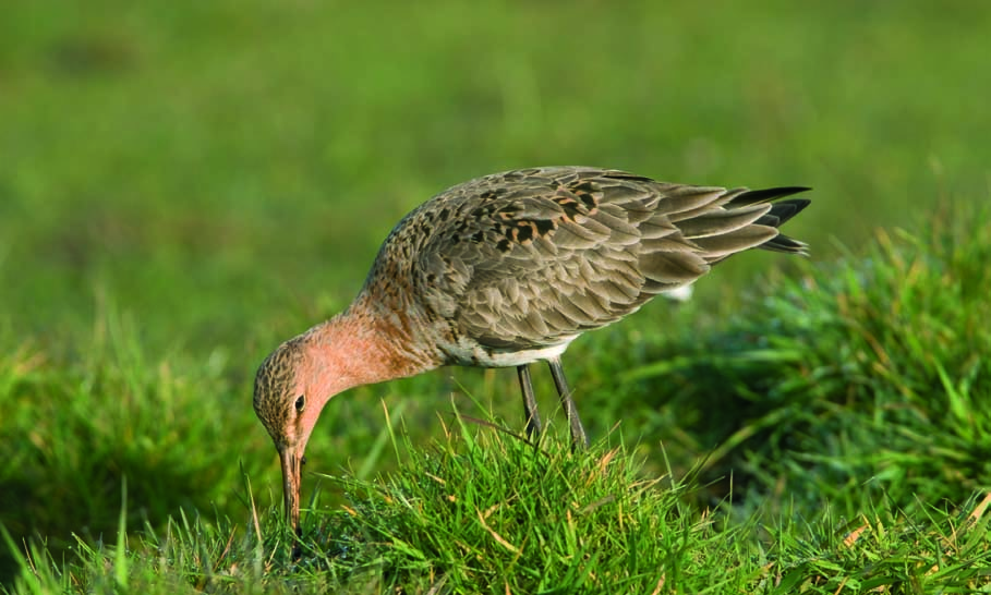 Water, Land & Dijken Het opknappen van natuurterreinen voor weidevogels Handvatten