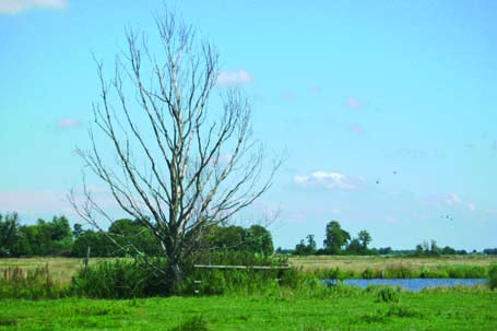 8 Verruiging Weidevogels houden van vrij uitzicht in een kruidig grasland met veel insecten. Boomopslag, hoge planten en oprukkende rietvelden zijn ongewenst.