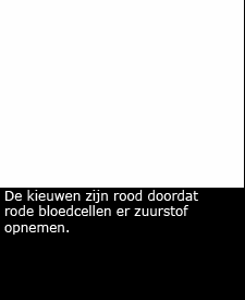 . Beantwoord de volgende vragen: Op welke manier optimaliseert jouw organisme zijn gaswisseling? Op welke manier worden de grootheden uit de Wet van Fick beïnvloed?