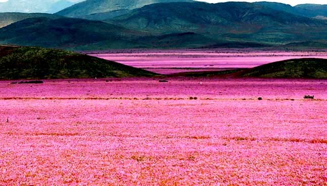 De laatste beelden van Nico voeren ons naar een heel ander gebied namelijk het droogste gebied op Aarde de Atacama woestijn. Het is niet altijd droog. Dan krijg je een De bloeiende woestijn.