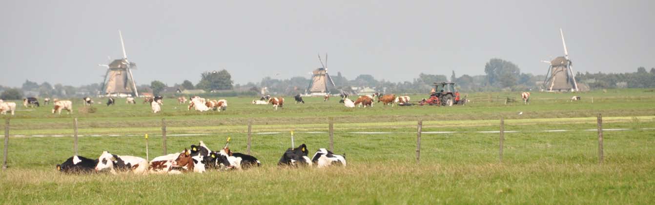 3 Molenomgeving of aan de rand van de bebouwing staan. Een markant voorbeeld zijn de molens bij Gorinchem, welke inmiddels vrijwel op het sportterrein staan.