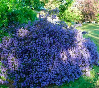 Ceanothus Puget Blue Ceanothus del. Gloire de Versailles Ceanothus del. Henri Defosse Ceanothus gris. Yankee Point Ceanothus Italien Skies Ceanothus imp. Victoria Ceanothus pal.