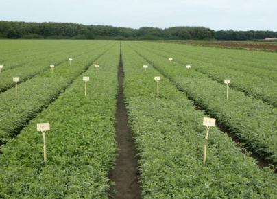 Luna Privilege in boomkwekerij Bevat 50% Fluopyram (nieuwe actieve stof) Dosering: 0,2 ltr/ha + uitvloeier Werkzaam: meeldauw, botrytis,