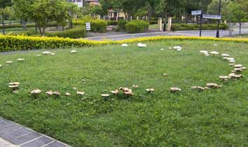 Ten slotte vertellen we bij dit bord nog over heksenkringen Een heksenkring is een kring van paddenstoelen.