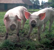 Op het grootschalige landbouwbedrijf worden grote stukken land in één keer bewerkt. Het bedrijf produceert voor de markt en neemt goede landbouwpraktijk in acht.