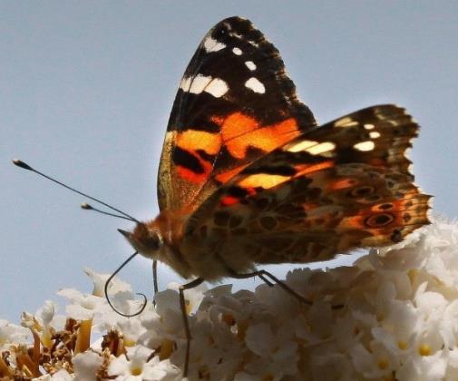 Vlinderpad Rupsje Nooitgenoeg Een leskist over vlinders voor de onderbouw met Rupsje Nooitgenoeg in de hoofdrol.