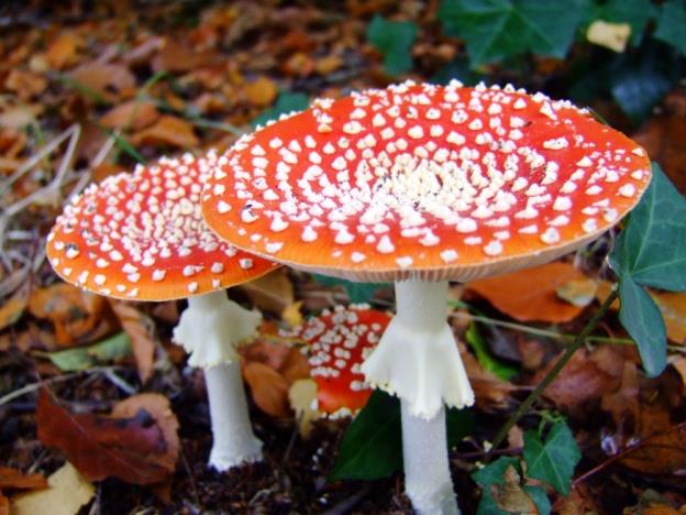 Paddenstoelen Óp een grote paddenstoel, rood met witte stippen Kleuters leren de wereld van paddenstoelen kennen en ontdekken waar ze paddenstoelen kunnen vinden.