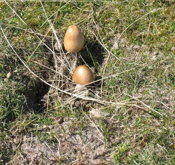 W A N D E L V E R H A L E N Het reisclubje op Terschelling Het reisclubje binnen de Zwervers is weer eens op stap geweest.