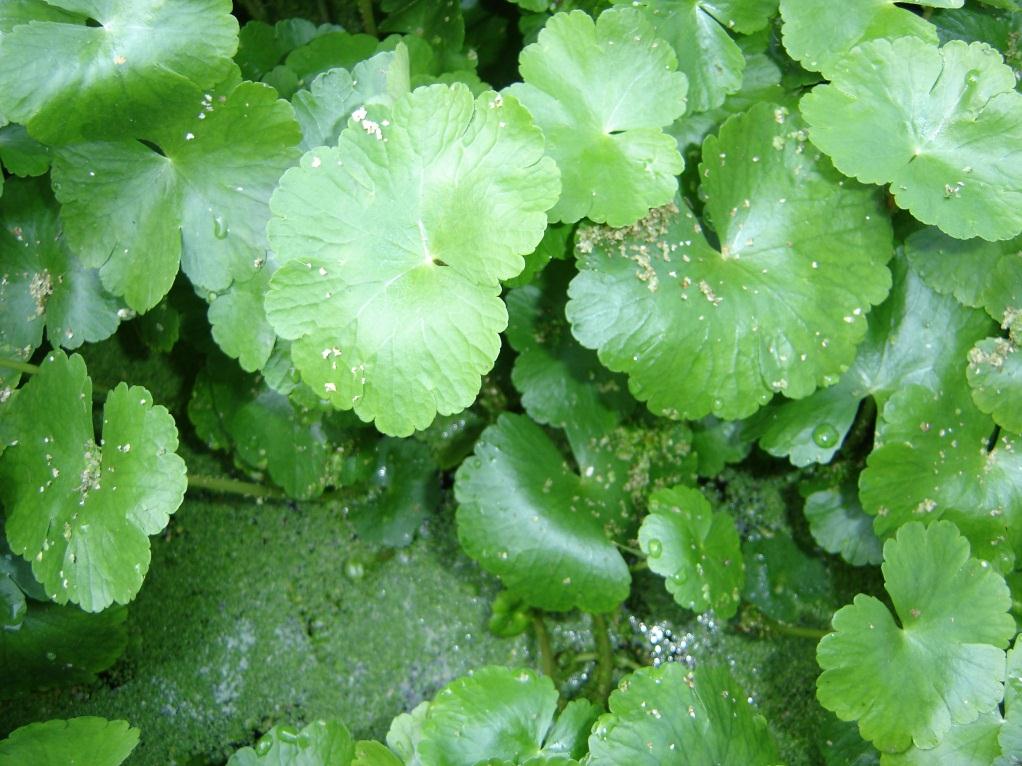 ranunculoides L.f. M.