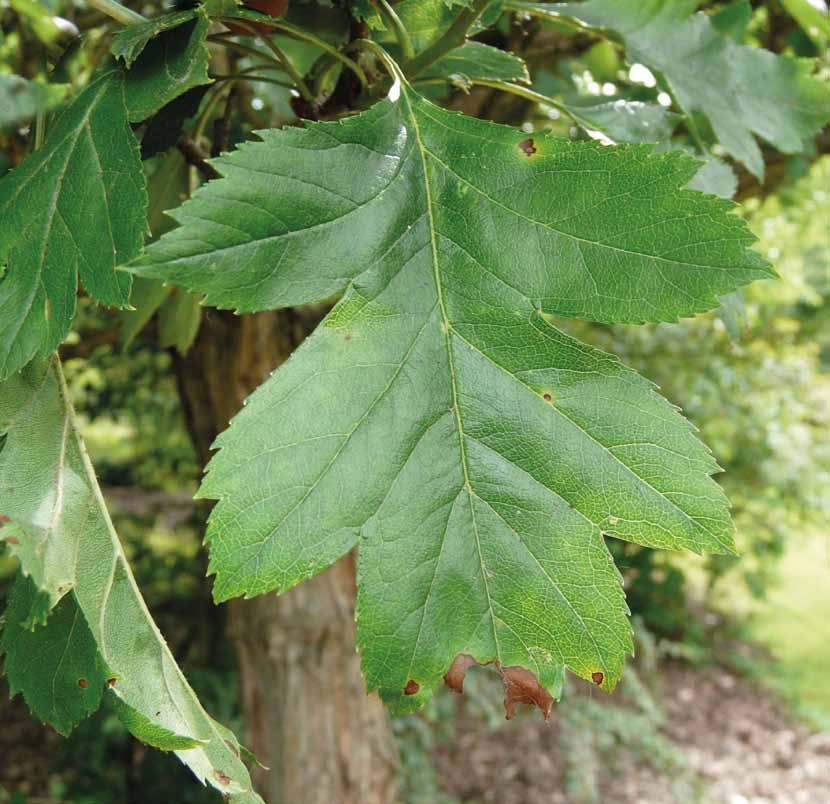 Crataegus pinn.