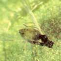 Zwarte vuilboomluis Aphis frangulae Herkenning: Gevleugelde luizen: kop en borst zwart, achterlijf donkergroen, met bruine vlekken opzij. Ongevleugelde luizen geelgroen. Klein, 1,2 2 mm lang.