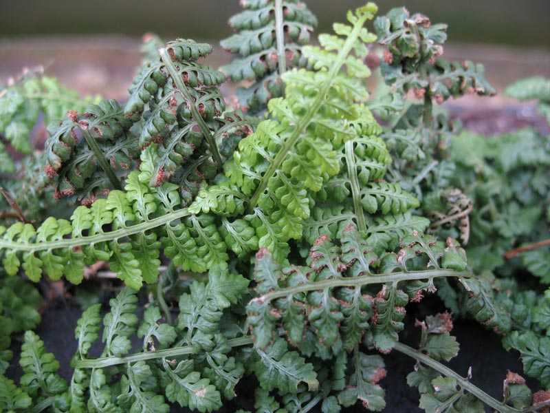 Schubvaren (Asplenium ceterach) In de atlas is reeds gememoreerd dat Schubvaren in 2003 in Leende niet meer is gevonden.