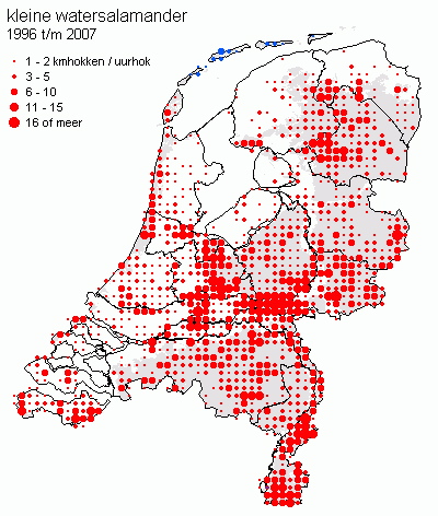 kleine watersalamander De kleine watersalamander is de meest algemene salamander in Nederland en wordt in alle provincies gevonden. Aan zijn biotoop stelt hij weinig eisen.