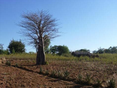 1. Organisatie Na een periode van voorbereiding is op 8 september 2006 Stichting Kind in Malawi officieel opgericht. 1.