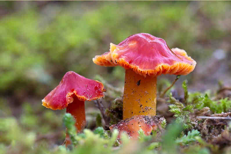 Nogmaals Leermostrechtertje Op een kerstboomkwekerij nabij Emmen, op een voormalig landbouwgebied, worden al ongeveer 25 jaar kerstbomen gekweekt.