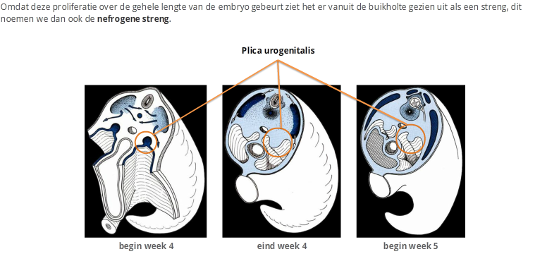 Tijdens de verdere vorming van het embryo gaat het intermediaire mesoderm (synoniem: nefrogene strengen) uitpuilen in het coeloomholte tot het einde van de pericardio-peritioneale kanalen.