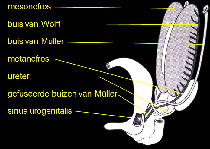 Hierboven is de migratie van de primordiale cellen naar de genitale richel te zien. Daarnaast zijn twee instulpingen te zien (met pijl) waar de buizen van Müller ontstaan.