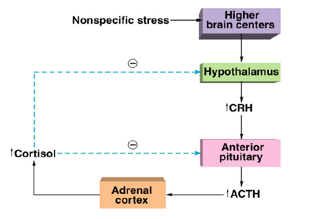 Voorbeeld: In tijden van stress zal de hypothalamus CRH produceren. CRH zorgt ervoor dat de hypofyse ACTH gaat maken. ACTH zorgt weer voor cortisolproductie in de bijnieren.