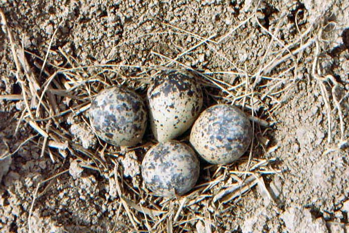 WEIDEVOGELBESCHERMING IN HET KROMME RIJNGEBIED IN 2003 Frits Franssen De samenvoeging van de weidevogelwerkgroepen Houten, Nieuwegein, Utrechtstad en Werkhoven heeft geleid tot de weidevogelwerkgroep