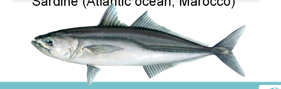 (Mauretania) Horse mackerel (Channel, Atlantic ocean) Sardine