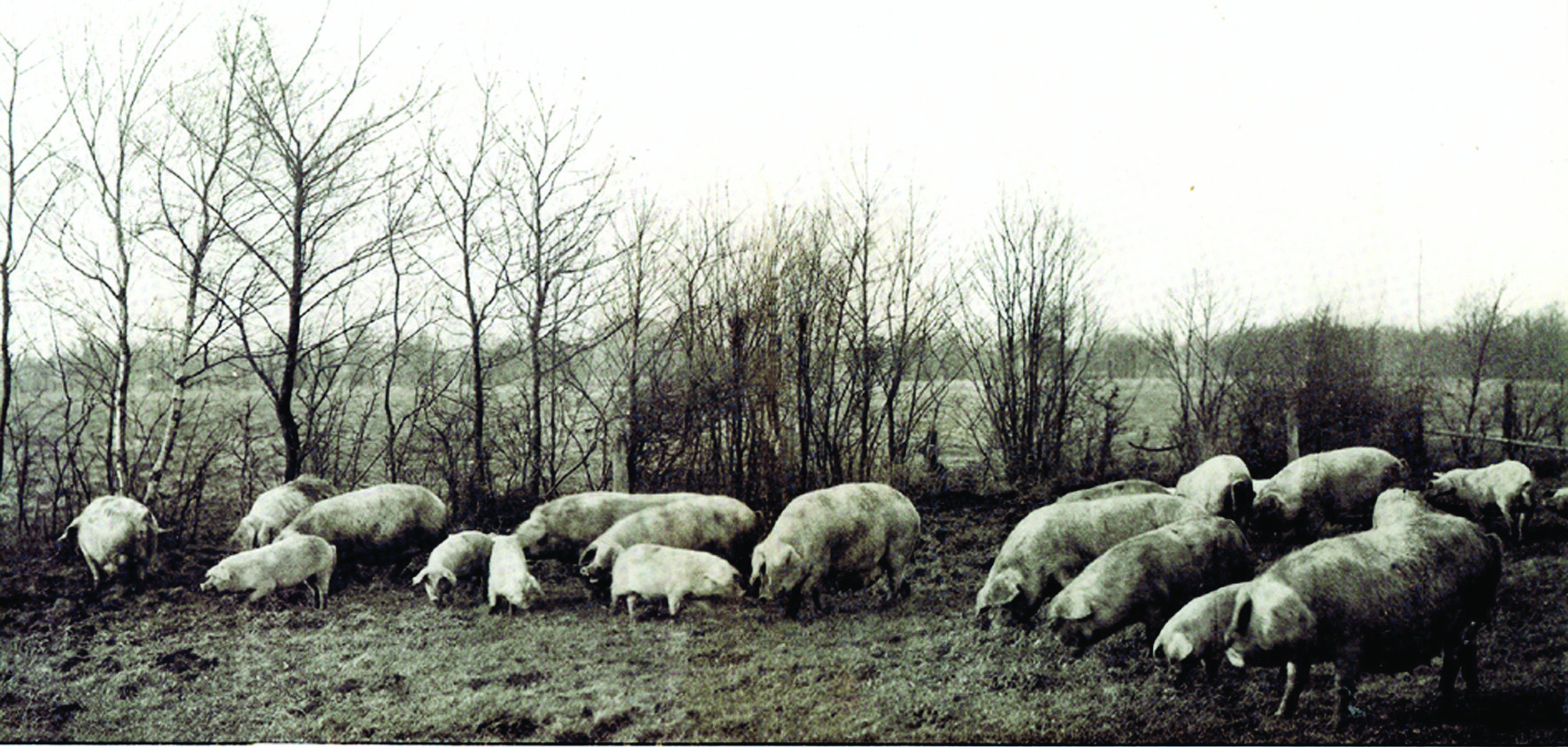 van everzwijn tot vleesvarken 4 Begin georganiseerde varkensfokkerij in Nederland In de jaren negentig van de 19e eeuw en in de eerste decennia van de 20e eeuw onderging de Nederlandse