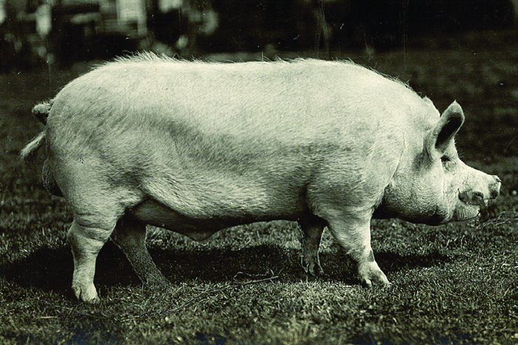 van everzwijn tot vleesvarken Productie en bereiding van bacon bood die mogelijkheid, maar het toenmalige Nederlands Landvarken (NL) van VDL-oorsprong was daarvoor minder geschikt.