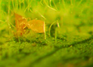 3 Bestrijders Roofmijten van de familie phytoseiidae zijn belangrijk voor de natuurlijke beheersing van P. citri en P. ulmi.