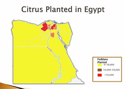 Egypte springplank voor handel naar Midden-Oosten en Azië Egypte is een van de grootste producenten en exporteurs van sinaasappelen wereldwijd.