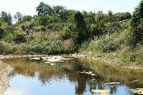 niet dat de strikt beschermde rugstreeppad de heringerichte poelen in 2007 al heeft bereikt. In en rond de duinen van Schouwen komt een groot aantal insecten voor.