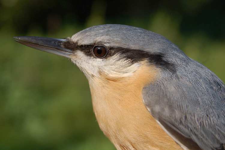 11 Een andere soort die tot november wachtte met de piek was de merel, waarvan het merendeel van de vogels normaal gesproken in de tweede helft van oktober wordt geringd.