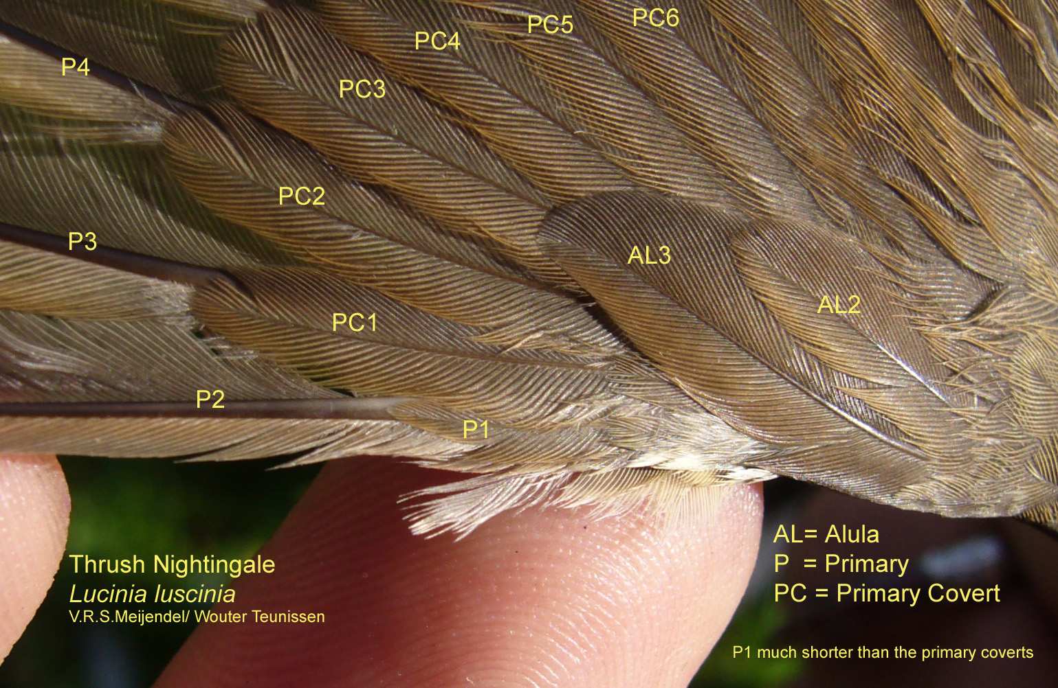 18 aantallen zorgden echter vooral voor een heerlijke ochtend doorwerken: uiteindelijk werden 208 vogels geringd. Op dagen met veel vogels, worden er ook vaak verrassingen gevangen.