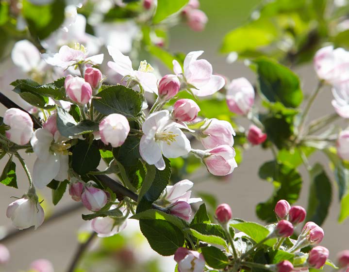 GROENTEN & FRUIT BEGROTINGSCIJFERS In landen buiten Europa