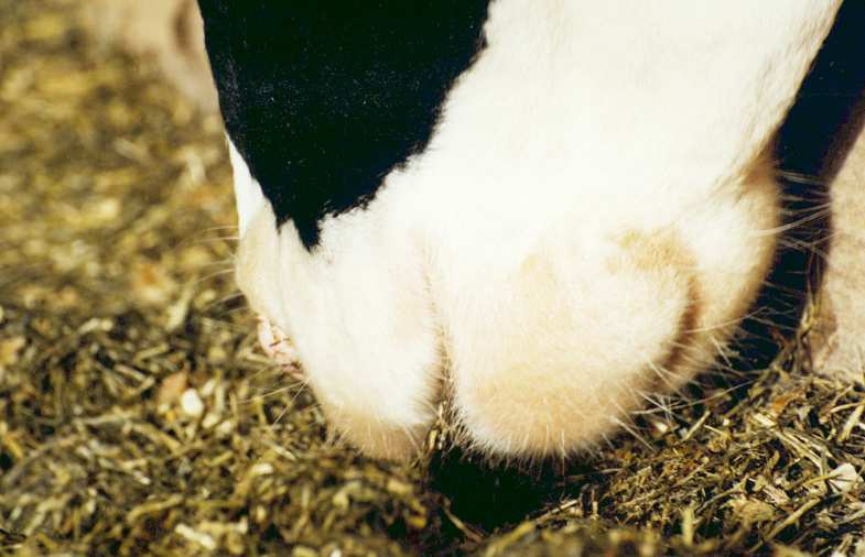hoofdstuk 12). Wanneer melkkoeien in productiegroepen kunnen worden gehouden of het aandeel snijmais beperkt is tot ca.