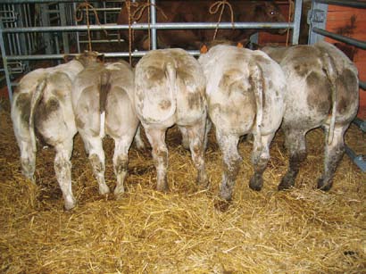 De kruising met Franse stieren, geselectioneerd volgens de BWB criteria : Een oplossing zoals een andere voor de bedrijfsleiders.