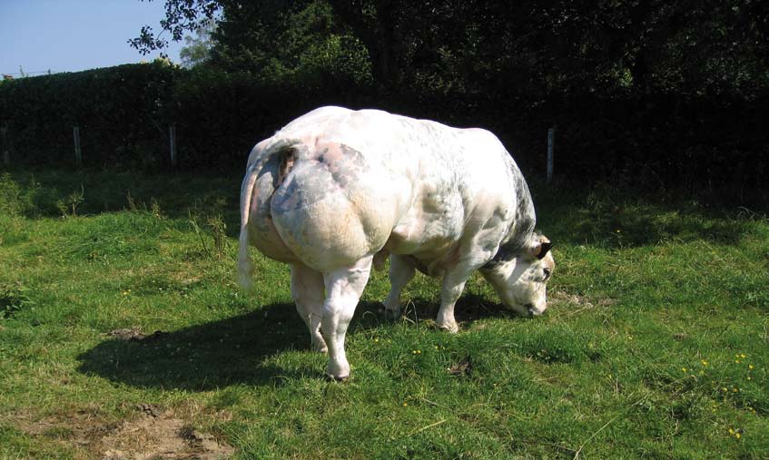 Er zijn nog altijd liefhebbers voor Balto en Inexes staan niet bekend voor gestalte... Vandaar dat zij gebruikt worden op grote koeien met gewicht in de afstamming.